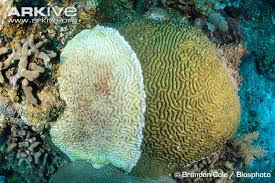 Human Impact - Coral Reef Biome